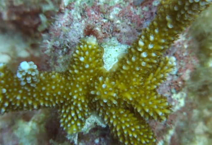 F7. Trasplante