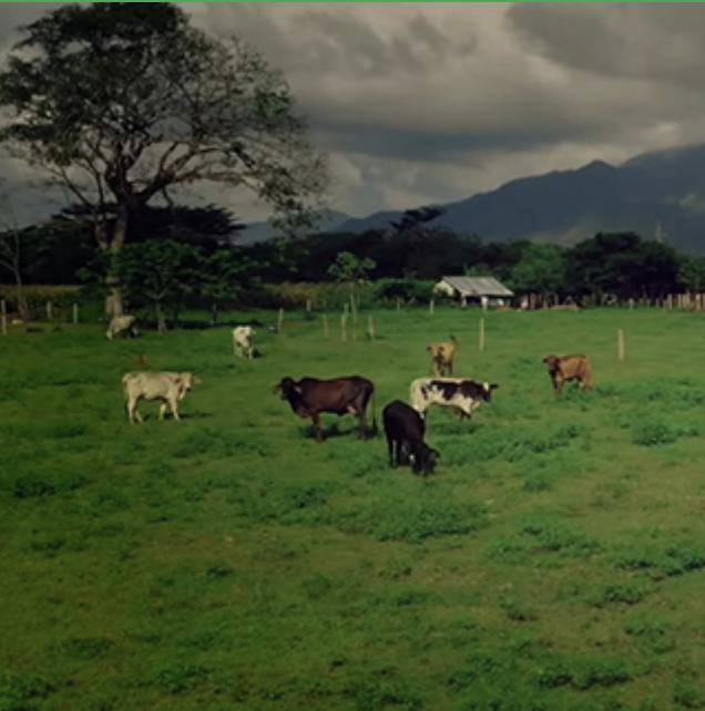 El modelo Fondo Acción en la producción de leche a través del fomento de mejores prácticas – Nuestra experiencia